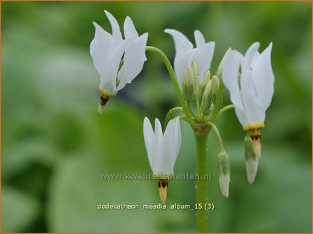 Dodecatheon meadia &#039;Album&#039; | Twaalfgodenkruid