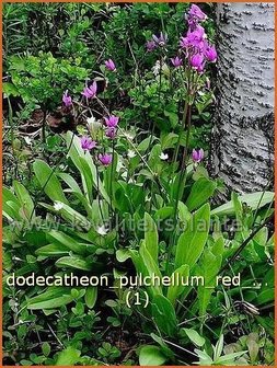 Dodecatheon pulchellum 'Red Wings' | Twaalfgodenkruid