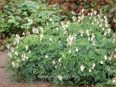 Dicentra formosa &#039;Aurora&#039; | Gebroken hartje, Tranend hartje