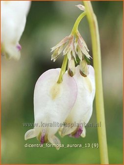 Dicentra formosa &#039;Aurora&#039; | Gebroken hartje, Tranend hartje