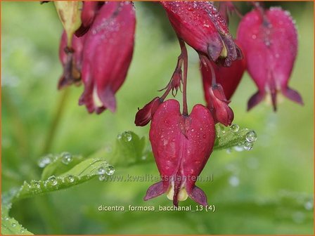 Dicentra formosa &#039;Bacchanal&#039; | Gebroken hartje, Tranend hartje | Sch&ouml;ne Herzblume