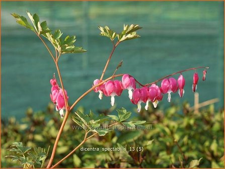 Dicentra spectabilis | Gebroken hartje, Tranend hartje