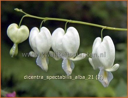 Dicentra spectabilis &#039;Alba&#039; | Gebroken hartje, Tranend hartje