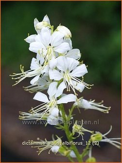 Dictamnus albus &#039;Albiflorus&#039; | Vuurwerkplant, Essenkruid