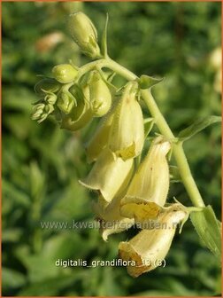 Digitalis grandiflora | Vingerhoedskruid