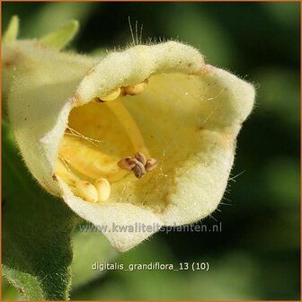 Digitalis grandiflora | Vingerhoedskruid