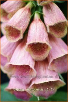 Digitalis &#039;Mertonensis&#039; | Vingerhoedskruid