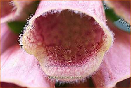 Digitalis &#039;Mertonensis&#039; | Vingerhoedskruid