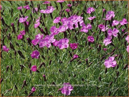 Dianthus gratianopolitanus &#039;Eydangeri&#039; | Anjer