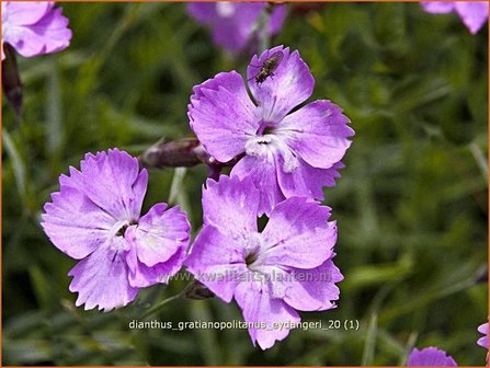 Dianthus gratianopolitanus &#039;Eydangeri&#039; | Anjer