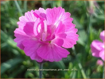 Dianthus gratianopolitanus &#039;Pink Jewel&#039; | Anjer