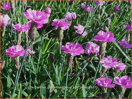 Dianthus gratianopolitanus &#039;Pink Jewel&#039; | Anjer