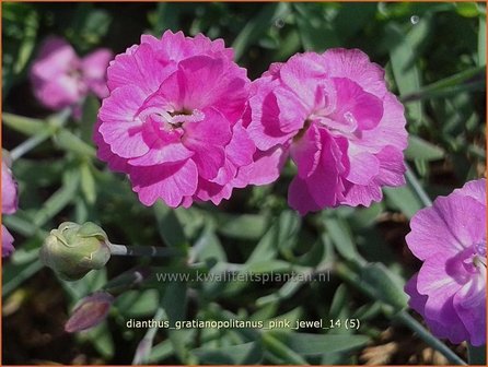 Dianthus gratianopolitanus &#039;Pink Jewel&#039; | Anjer