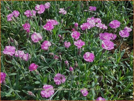 Dianthus gratianopolitanus 'Pink Jewel' | Anjer