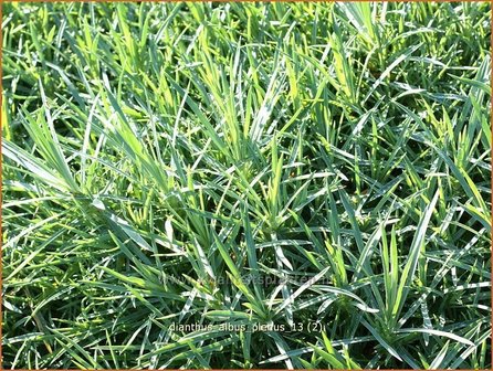 Dianthus 'Albus Plenus' | Anjer