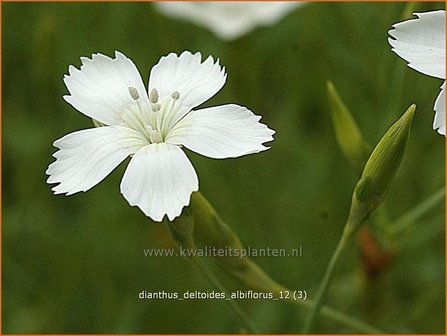 Dianthus deltoides &#039;Albiflorus&#039; | Anjer, Steenanjer