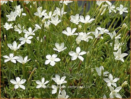 Dianthus deltoides &#039;Albiflorus&#039; | Anjer, Steenanjer