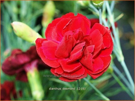 Dianthus 'Desmond' | Anjer
