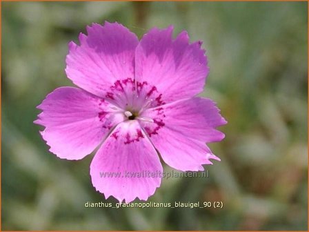 Dianthus gratianopolitanus 'Blauigel' | Anjer