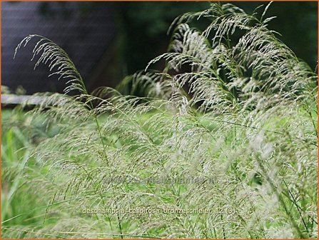 Deschampsia cespitosa &#039;Bronzeschleier&#039; | Ruwe smele