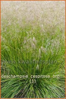 Deschampsia cespitosa 'Bronzeschleier' | Ruwe smele