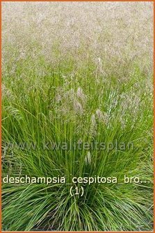 Deschampsia cespitosa &#039;Bronzeschleier&#039; | Ruwe smele