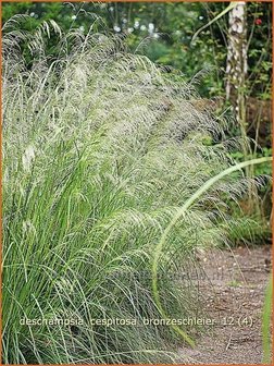 Deschampsia cespitosa &#039;Bronzeschleier&#039; | Ruwe smele