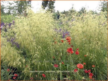 Deschampsia cespitosa &amp;#39;Goldschleier&amp;#39; | Ruwe smele, Smele | Waldschmiele