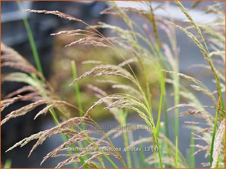 Deschampsia cespitosa &#039;Goldtau&#039; | Ruwe smele