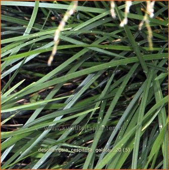 Deschampsia cespitosa &#039;Goldtau&#039; | Ruwe smele