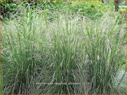 Deschampsia cespitosa &#039;Schotland&#039; | Ruwe smele