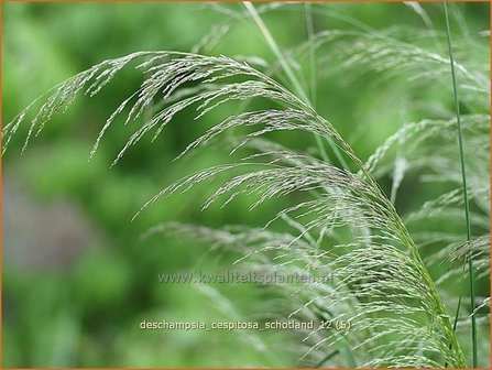 Deschampsia cespitosa &#039;Schotland&#039; | Ruwe smele