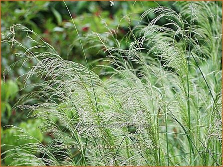 Deschampsia cespitosa &#039;Schotland&#039; | Ruwe smele