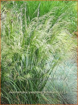 Deschampsia cespitosa &#039;Schotland&#039; | Ruwe smele