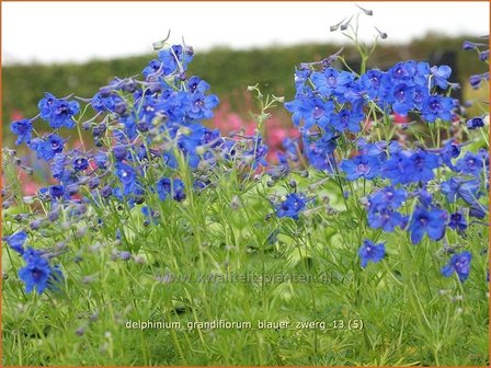 Delphinium grandiflorum &#039;Blauer Zwerg&#039; | Ridderspoor