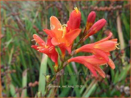 Crocosmia &#039;Red King&#039; | Montbretia