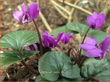 Cyclamen coum | Cyclaam, Alpenviooltje