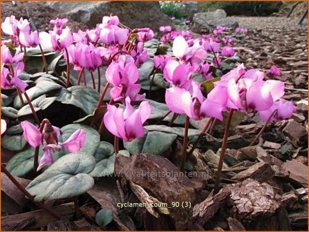 Cyclamen coum | Cyclaam, Alpenviooltje