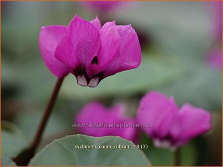 Cyclamen coum &#039;Rubrum&#039; | Rondbladige cyclaam, Cyclaam, Alpenviooltje, Tuincyclaam | Fr&uuml;hlings-Alpenveilchen | Easter