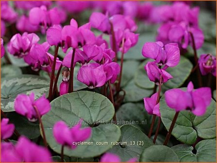 Cyclamen coum &#039;Rubrum&#039; | Rondbladige cyclaam, Cyclaam, Alpenviooltje, Tuincyclaam | Fr&uuml;hlings-Alpenveilchen | Easter