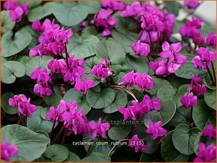 Cyclamen coum &#039;Rubrum&#039; | Rondbladige cyclaam, Cyclaam, Alpenviooltje, Tuincyclaam | Fr&uuml;hlings-Alpenveilchen | Easter