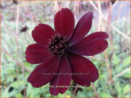 Cosmos atrosanguineus | Chocoladecosmea