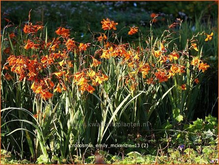 Crocosmia &#039;Emily McKenzie&#039; | Montbretia