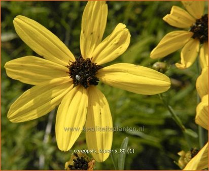 Coreopsis tripteris | Meisjesogen