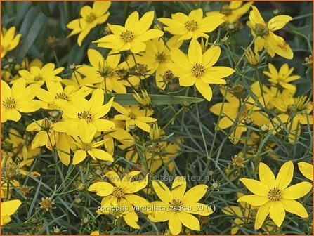 Coreopsis verticillata &#039;Zagreb&#039; | Meisjesogen