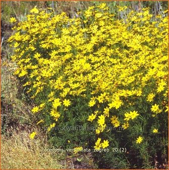 Coreopsis verticillata &#039;Zagreb&#039; | Meisjesogen