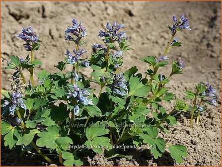 Corydalis flexuosa &#039;Blue Panda&#039; | Helmbloem