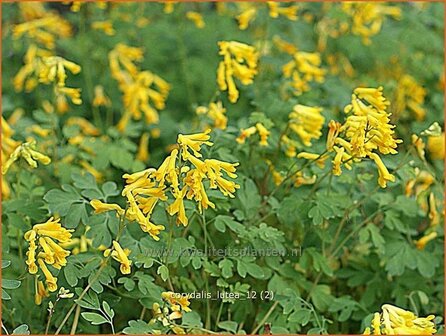 Corydalis lutea | Gele helmbloem, Helmbloem | Gelber Lerchensporn | Yellow Corydalis