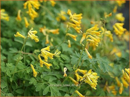 Corydalis lutea | Gele helmbloem, Helmbloem | Gelber Lerchensporn | Yellow Corydalis