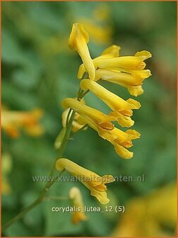 Corydalis lutea | Gele helmbloem, Helmbloem | Gelber Lerchensporn | Yellow Corydalis